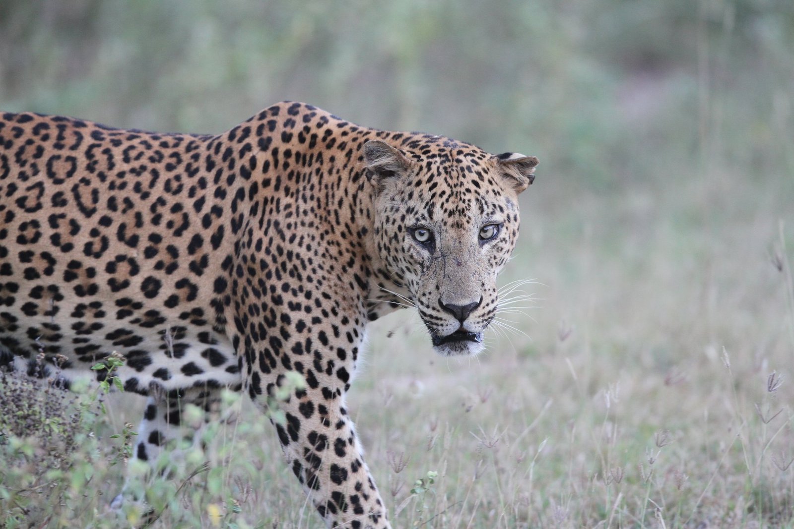 Leopard Sri Lanka